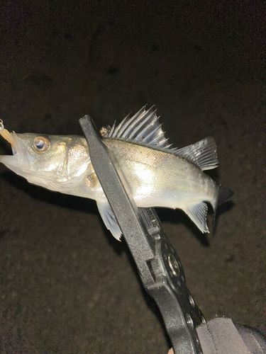 セイゴ（マルスズキ）の釣果