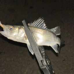 セイゴ（マルスズキ）