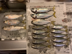 サバの釣果