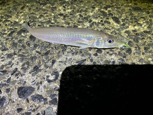 日明海峡釣り公園