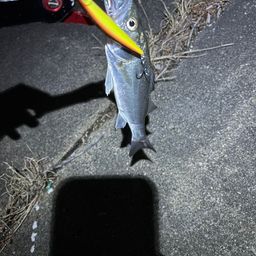 セイゴ（マルスズキ）