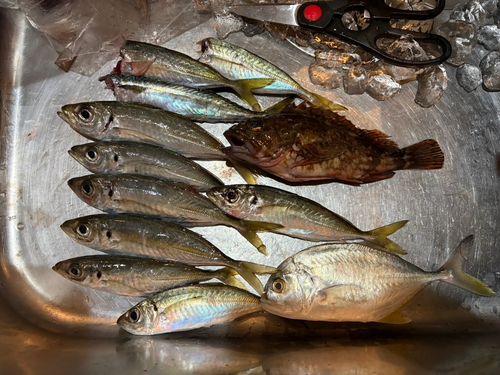 アジの釣果