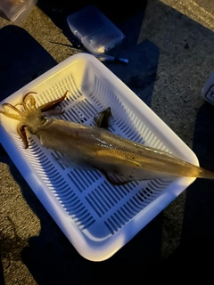 ヤリイカの釣果