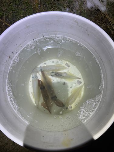 ヤリイカの釣果