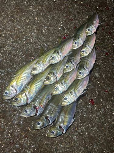 アジの釣果