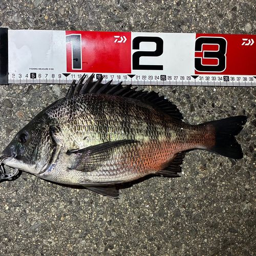 クロダイの釣果