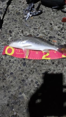 イシモチの釣果