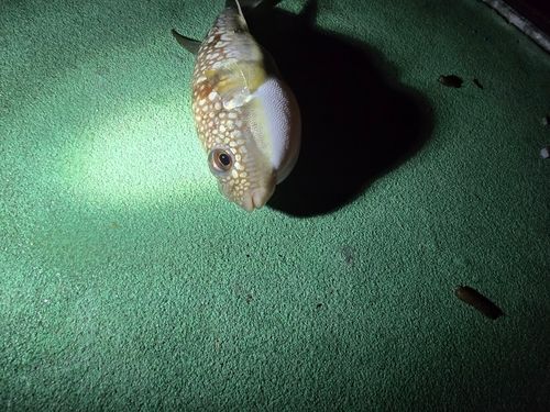クサフグの釣果