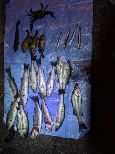 若洲海浜公園海釣り施設