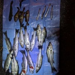 セイゴ（マルスズキ）