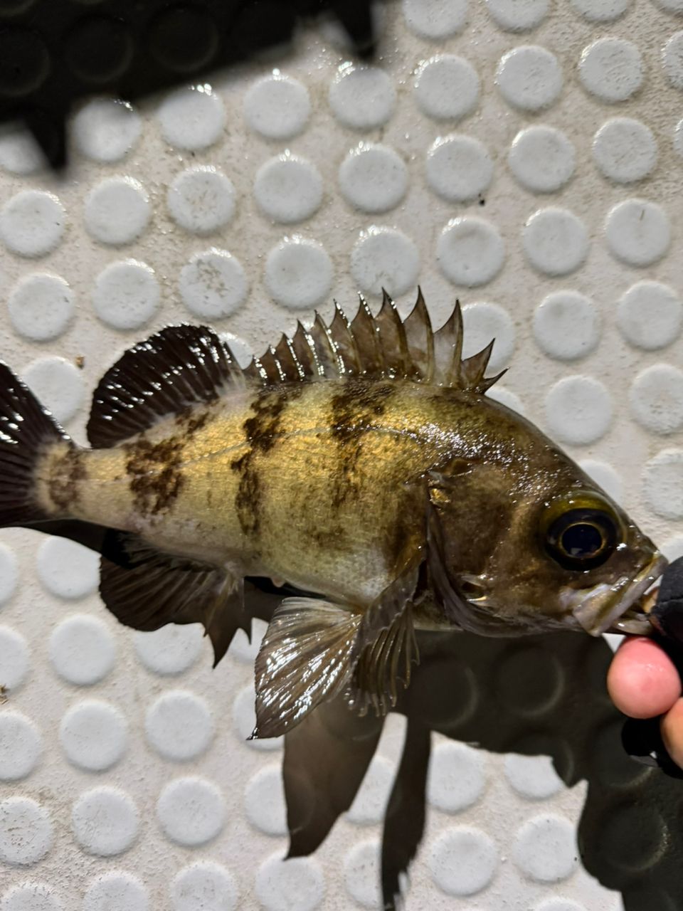 AbuGarcia ソルティースタイルアジング STAS-632MLS-KRの最安値