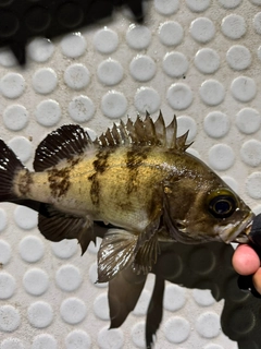 アカメバルの釣果