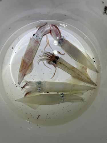 ヤリイカの釣果