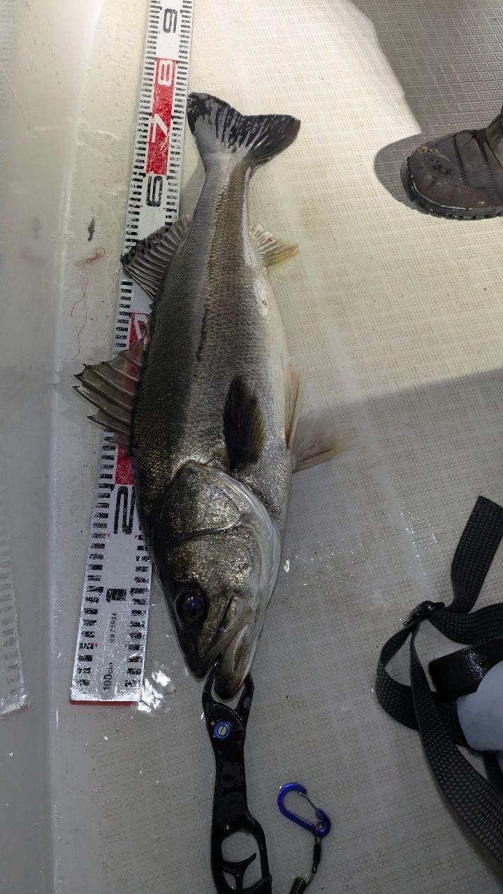 星 Naokiさんの釣果 2枚目の画像