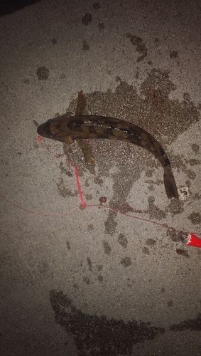 アイナメの釣果