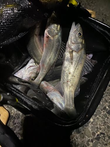 若洲海浜公園海釣り施設