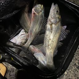 セイゴ（マルスズキ）