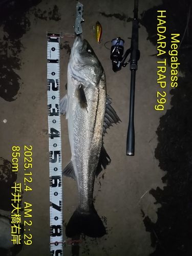 シーバスの釣果