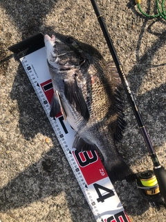 チヌの釣果