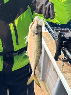 マアジの釣果