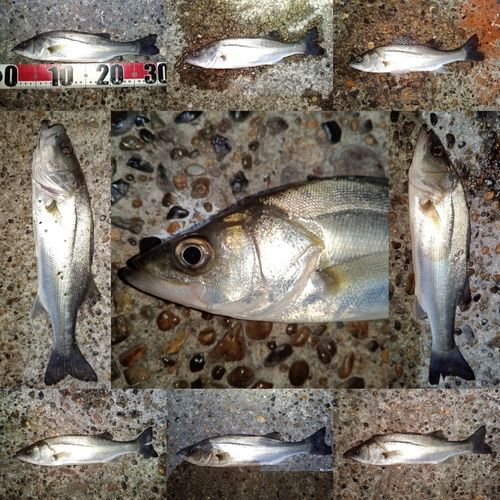 セイゴ（マルスズキ）の釣果