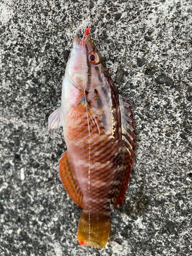 ヒブダイの釣果