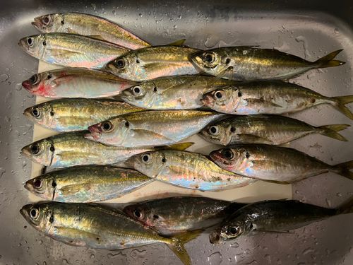 アジの釣果
