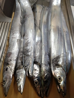 タチウオの釣果