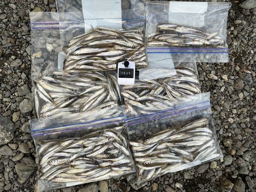 ワカサギの釣果