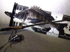 チヌの釣果