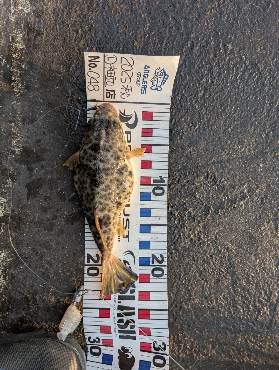 ショウサイフグ