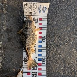 ショウサイフグ