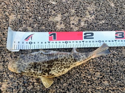 ショウサイフグの釣果