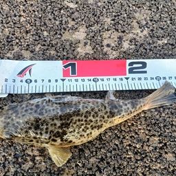 ショウサイフグ