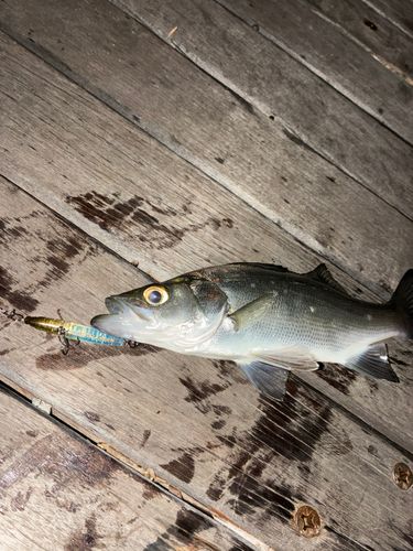 セイゴ（ヒラスズキ）の釣果