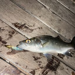 セイゴ（ヒラスズキ）