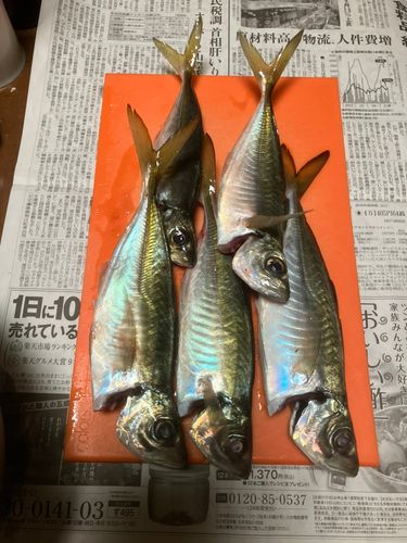 アジの釣果
