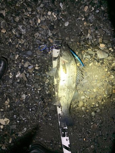 ヒラスズキの釣果
