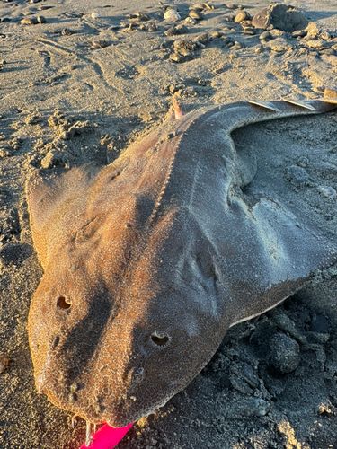 カスザメの釣果