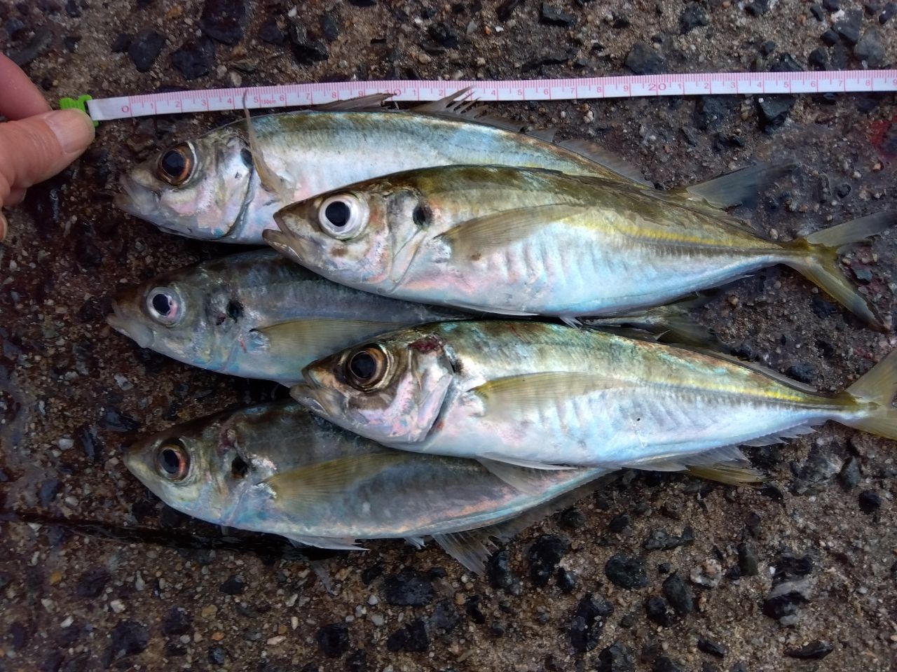 MajorCraft 鯵道 5G AD5-S582L/AJIの最安値・インプレ・釣果 | 本音の