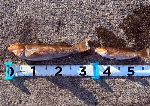 アイナメの釣果