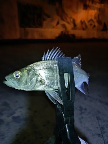 セイゴ（ヒラスズキ）の釣果