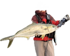 ヒラマサの釣果