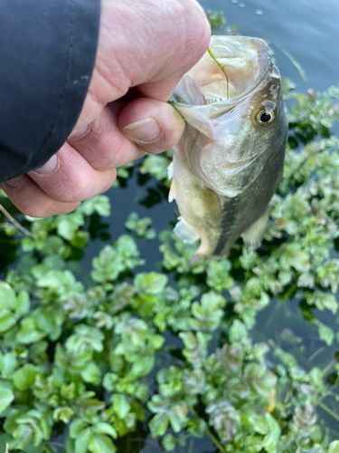 ラージマウスバスの釣果