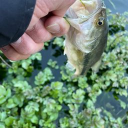 ラージマウスバス