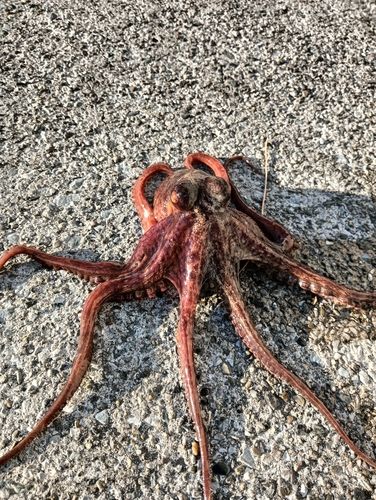 本牧海づり施設