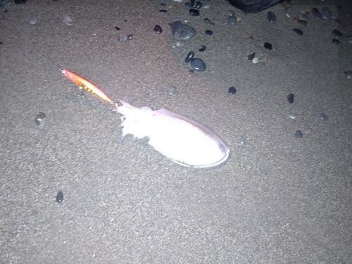 コウイカの釣果