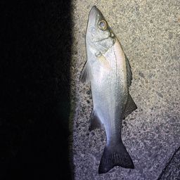 セイゴ（ヒラスズキ）