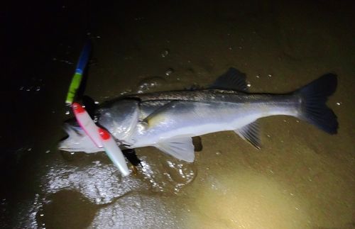 東京湾（アクアライン〜富津）