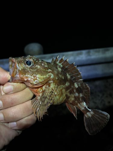 アラカブの釣果